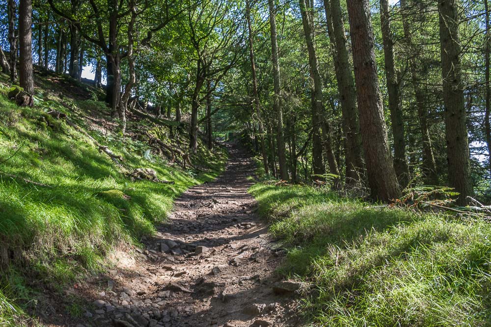 Haggtor Coppice